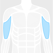 biceps figure highlighted in blue