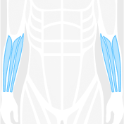 forearm figure highlighted in blue