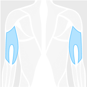 triceps figure highlighted in blue